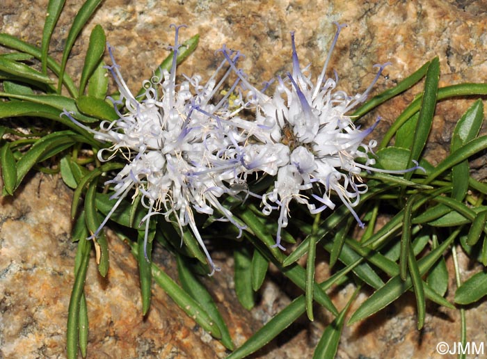 Phyteuma serratum