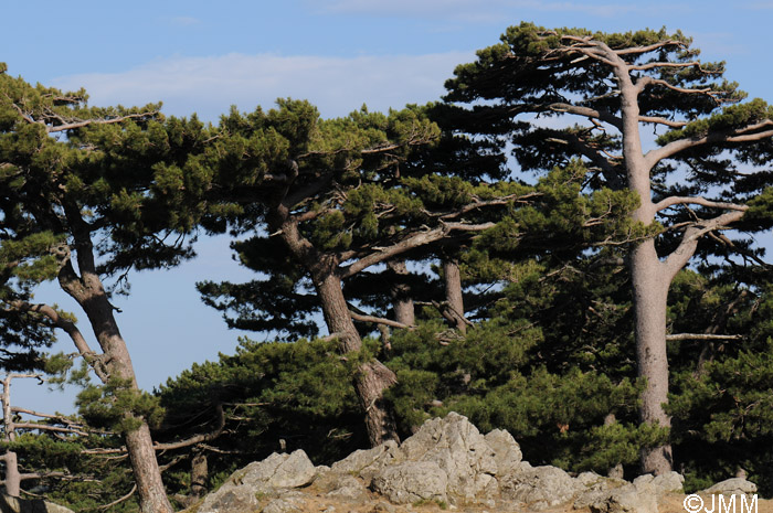 Pinus nigra subsp. laricio