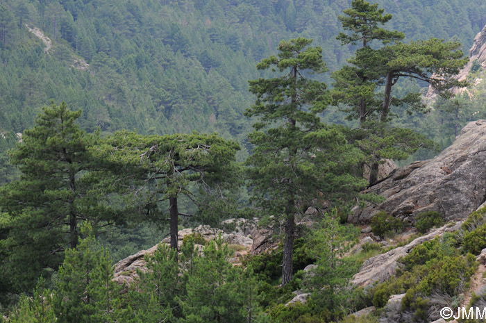 Pinus nigra subsp. laricio