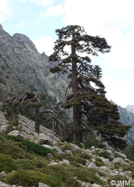 Pinus nigra subsp. laricio