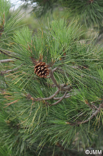 Pinus nigra subsp. laricio