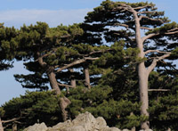 Pinus laricio