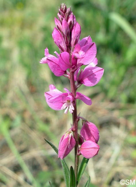 Polygala pedemontana = Polygala nicaeensis subsp. corsica