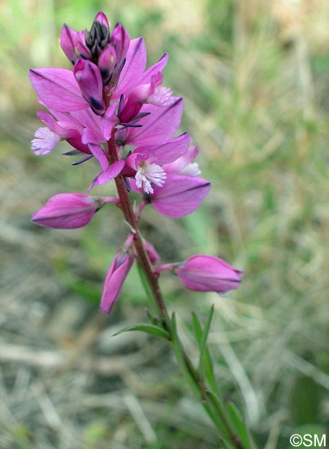 Polygala pedemontana = Polygala nicaeensis subsp. corsica