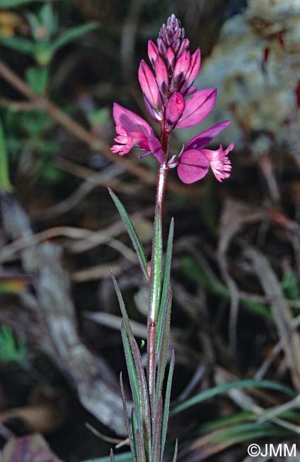 Polygala pedemontana = Polygala nicaeensis subsp. corsica