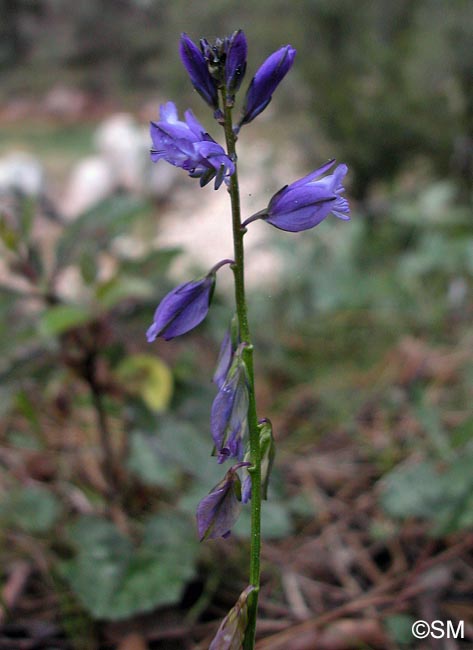 Polygala vulgaris