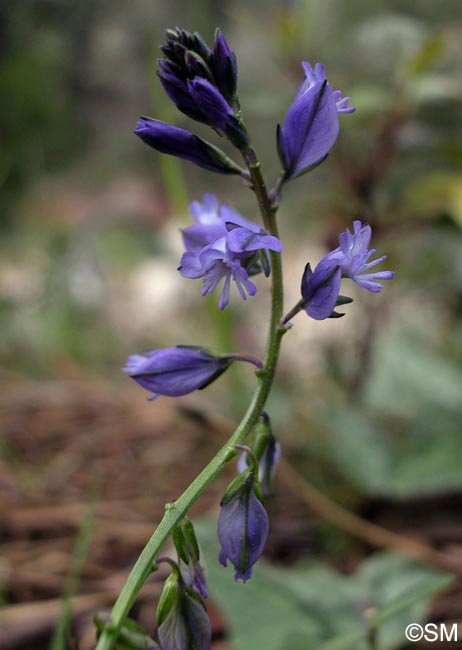 Polygala vulgaris