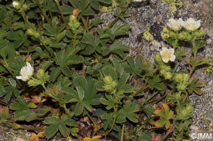 Potentilla crassinervia