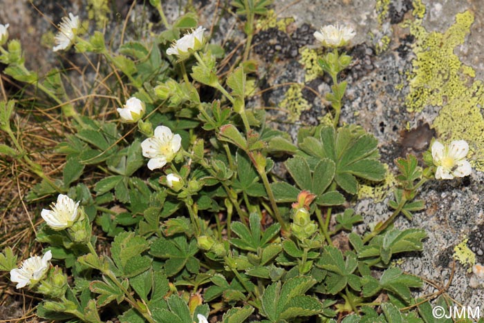 Potentilla crassinervia