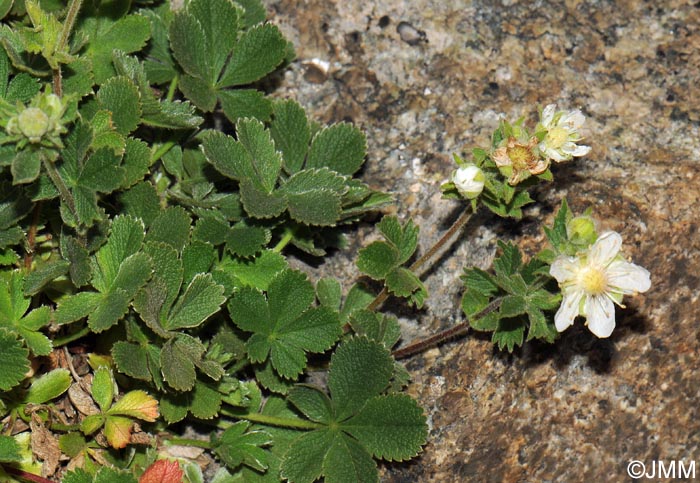 Potentilla crassinervia