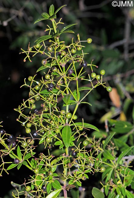 Rubia peregrina subsp. longifolia