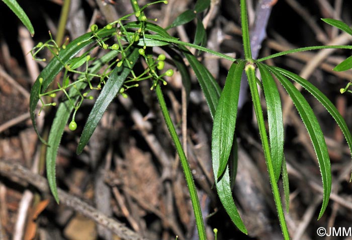 Rubia peregrina subsp. requienii