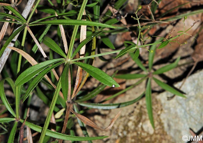 Rubia peregrina subsp. requienii