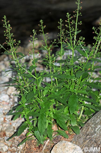 Scrophularia oblongifolia subsp. oblongifolia