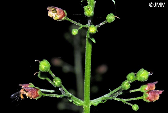 Scrophularia oblongifolia subsp. oblongifolia