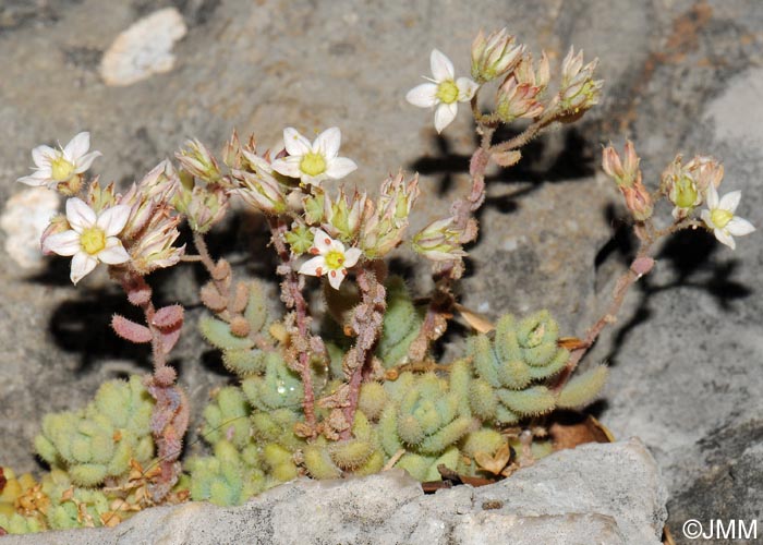 Sedum dasyphyllum var. glanduliferum