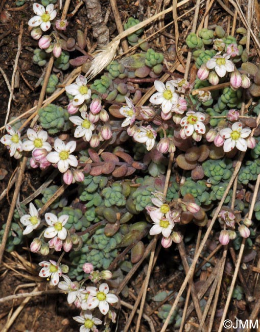 Sedum dasyphyllum var. glanduliferum