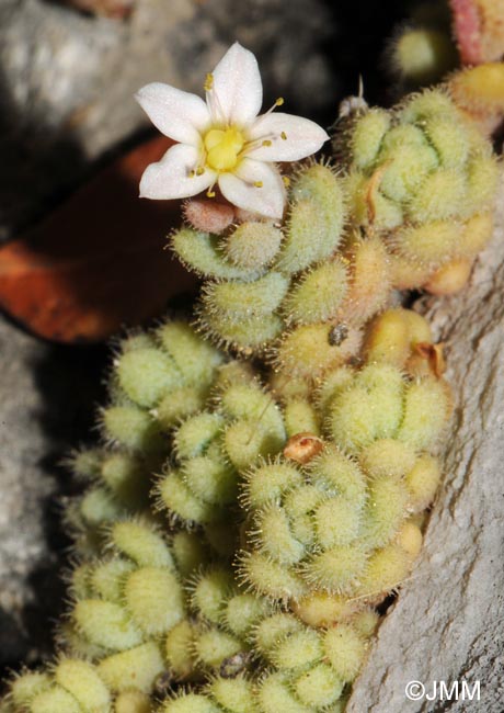 Sedum dasyphyllum var. glanduliferum