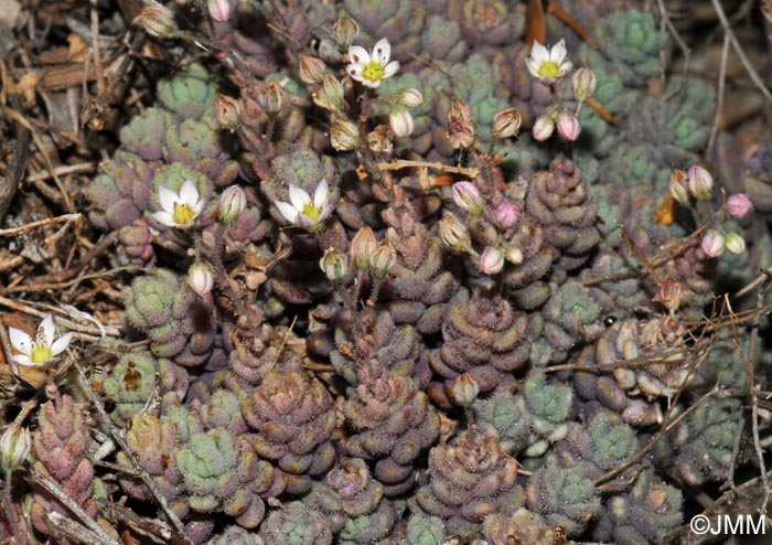 Sedum dasyphyllum var. glanduliferum