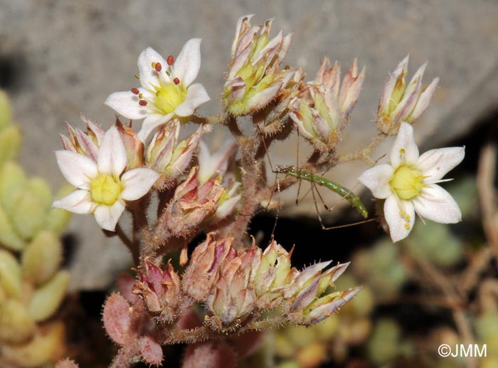 Sedum dasyphyllum var. glanduliferum