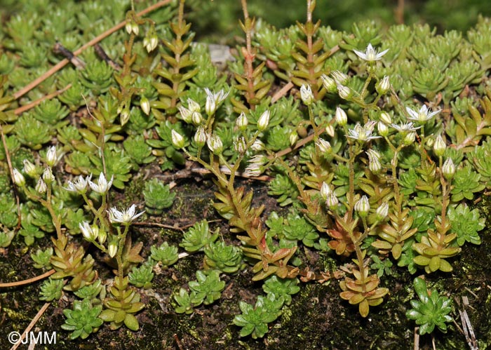 Sedum monregalense