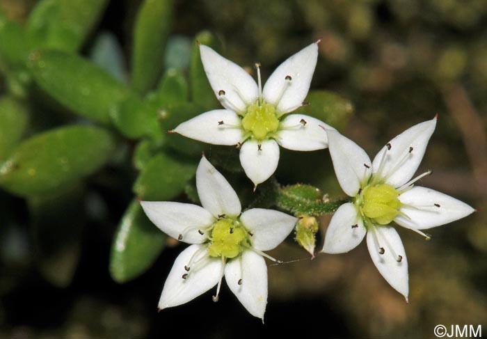 Sedum monregalense