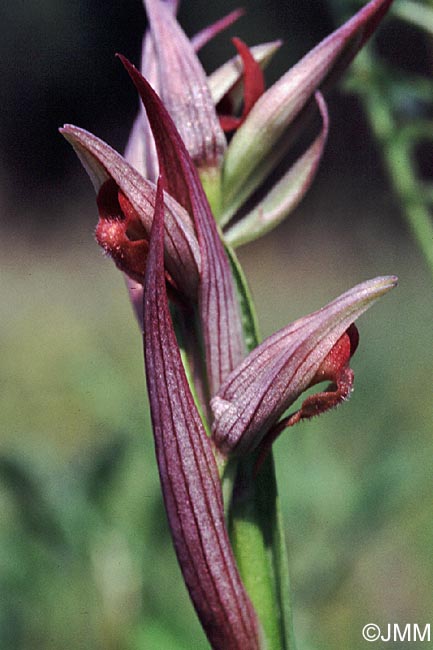 Serapias parviflora