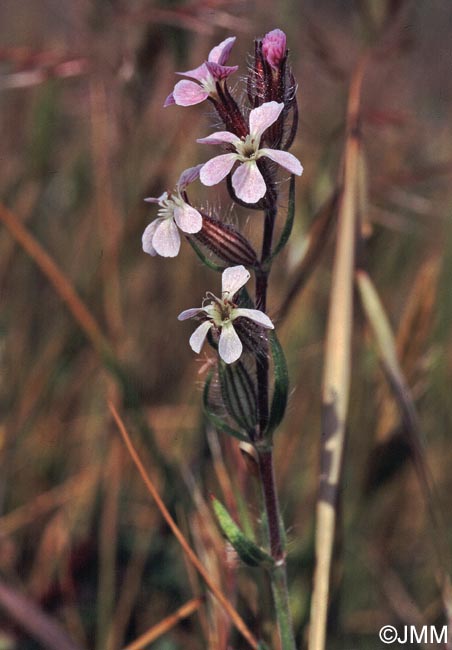 Silene gallica = Silene anglica = Silene gallica var. quinquevulnera