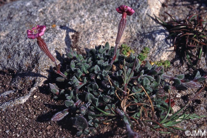 Silene sericea