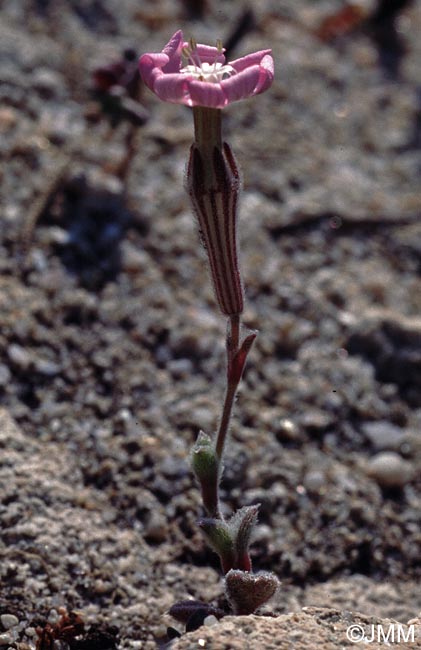 Silene sericea