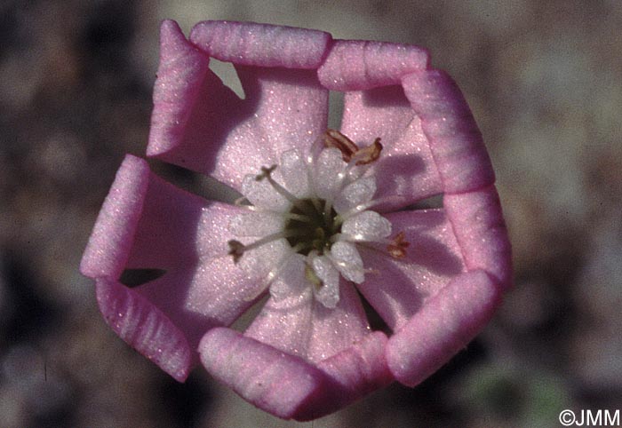 Silene sericea