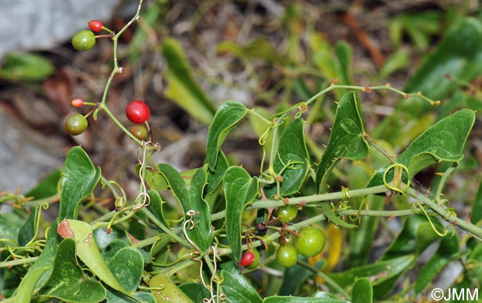 Smilax aspera