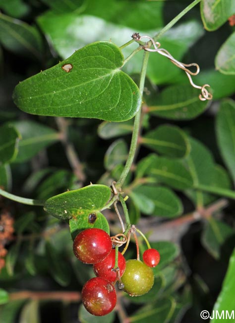 Smilax aspera