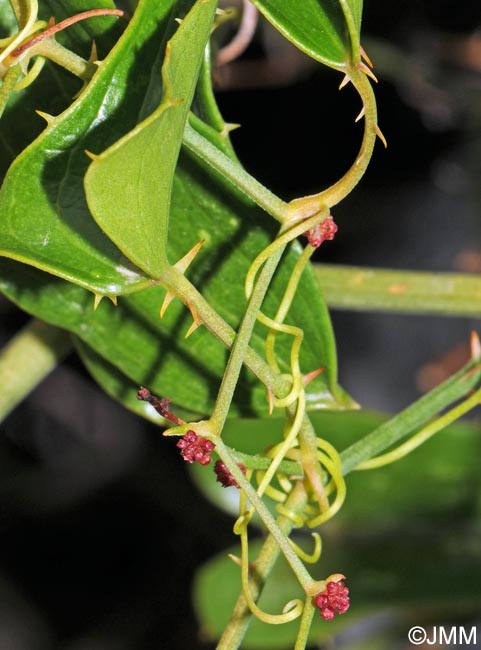 Smilax aspera