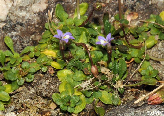 Solenopsis corsica