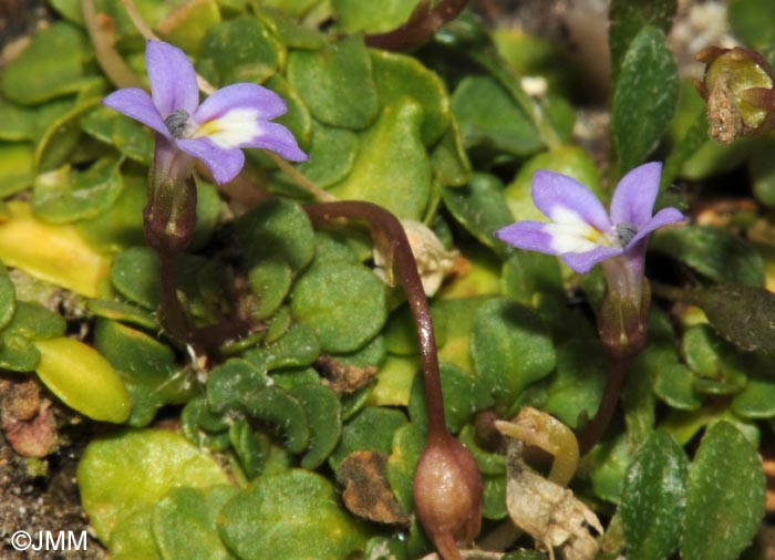 Solenopsis corsica