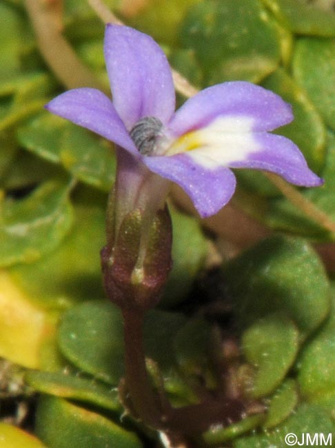 Solenopsis corsica