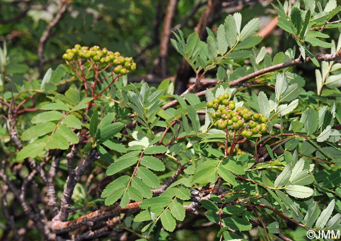 Sorbus aucuparia subsp. praemorsa