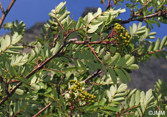 Sorbus aucuparia subsp. praemorsa