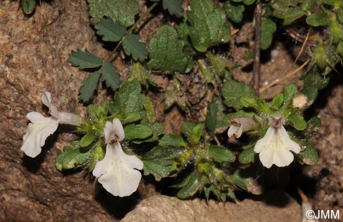 Stachys corsica