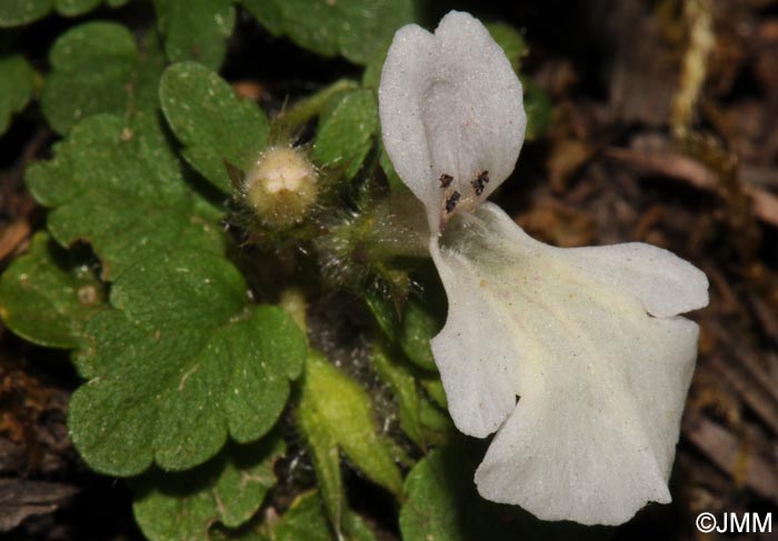 Stachys corsica