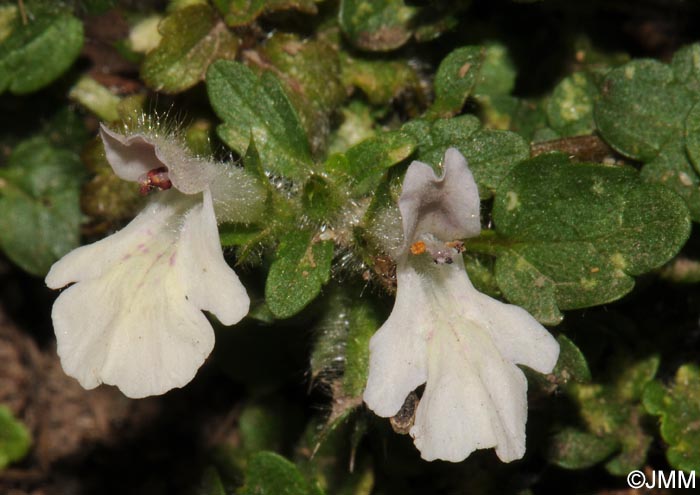 Stachys corsica