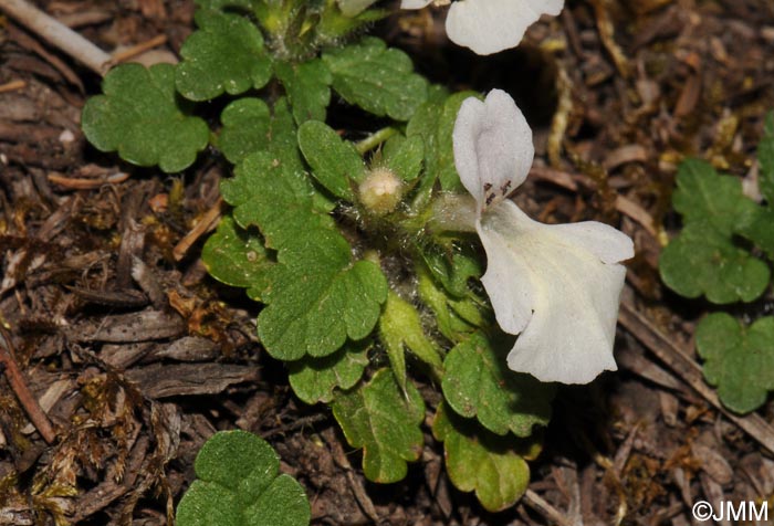 Stachys corsica