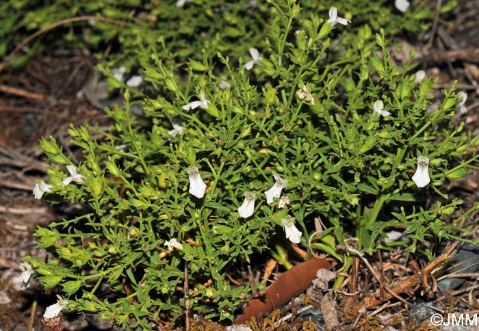 Stachys glutinosa