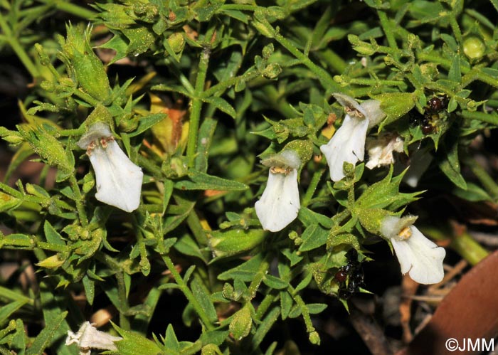 Stachys glutinosa