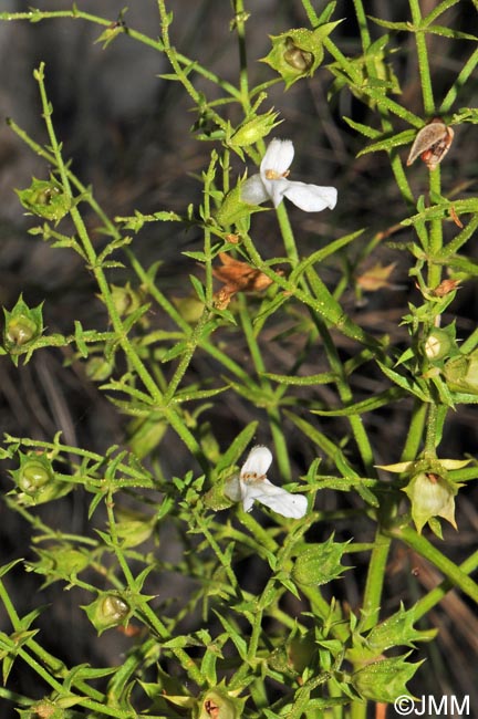 Stachys glutinosa