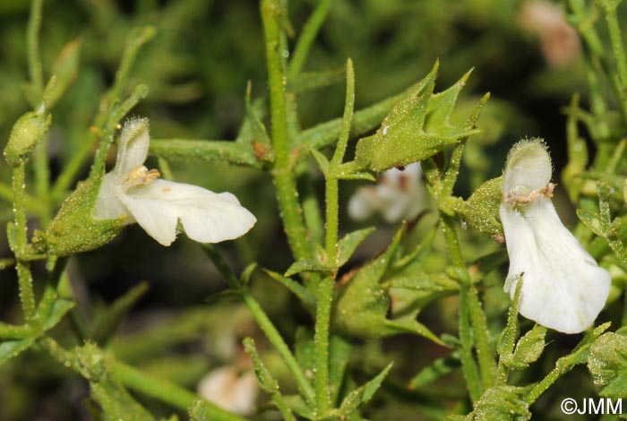 Stachys glutinosa