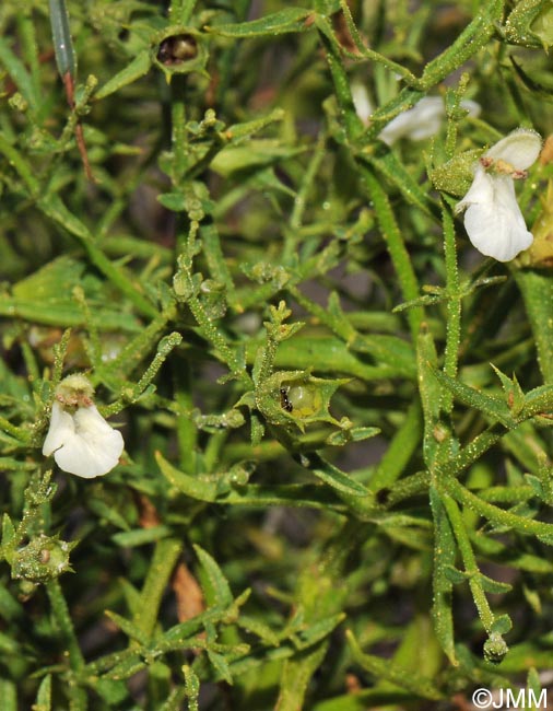 Stachys glutinosa