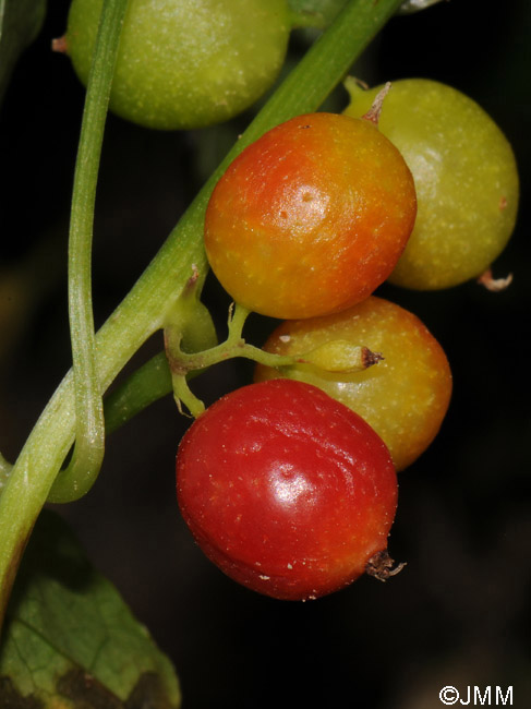 Tamus communis = Dioscorea communis