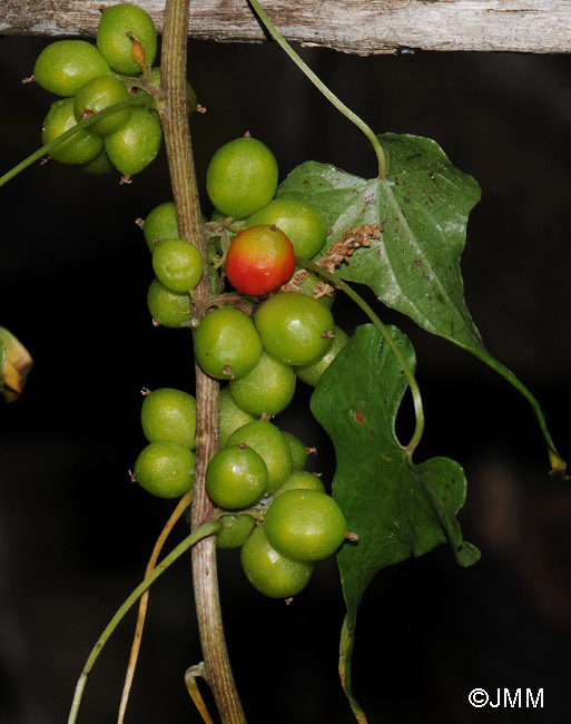 Tamus communis = Dioscorea communis